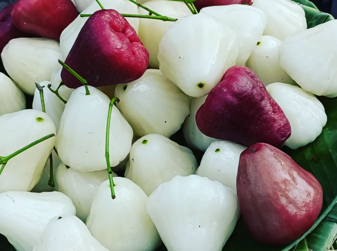 Wax Jambu Apple - White (Advanced)