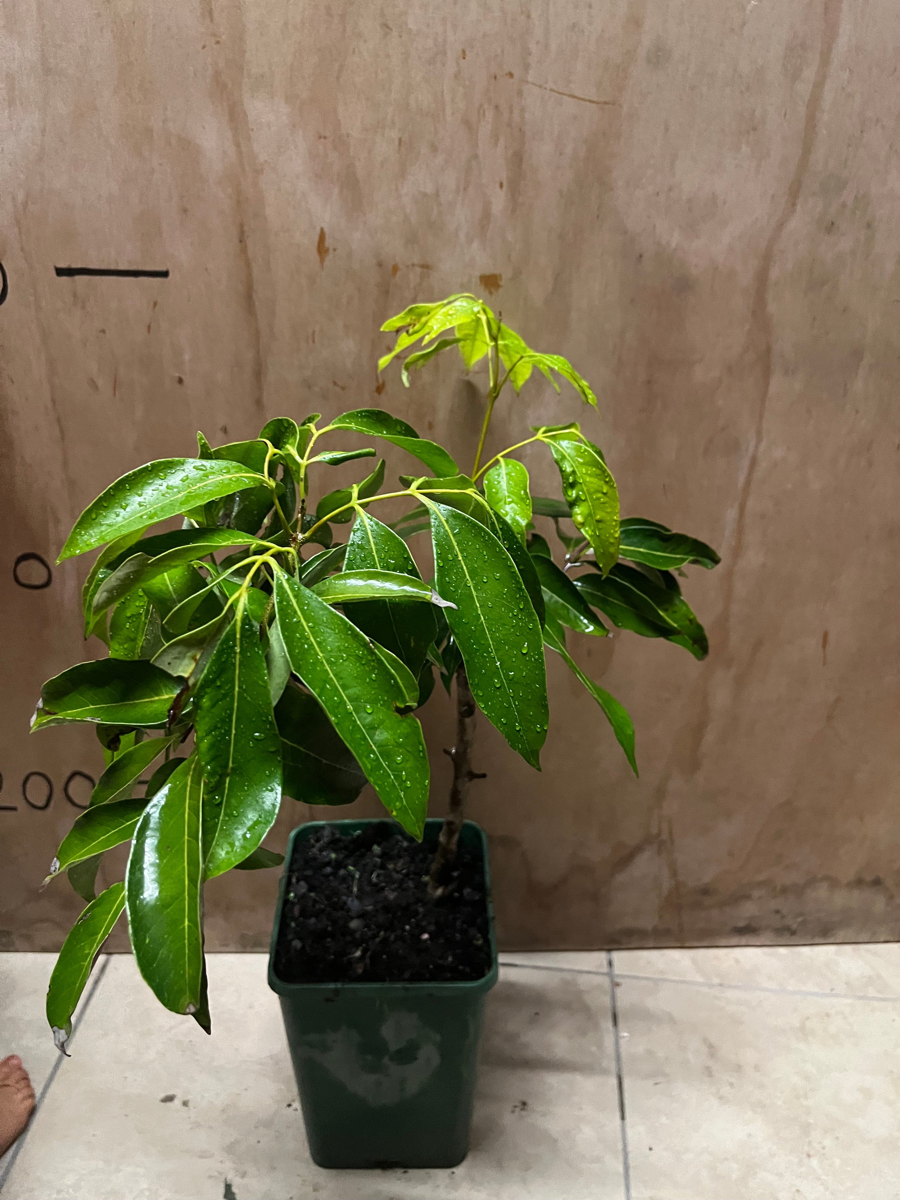 Lychee - Fay Zee Siu