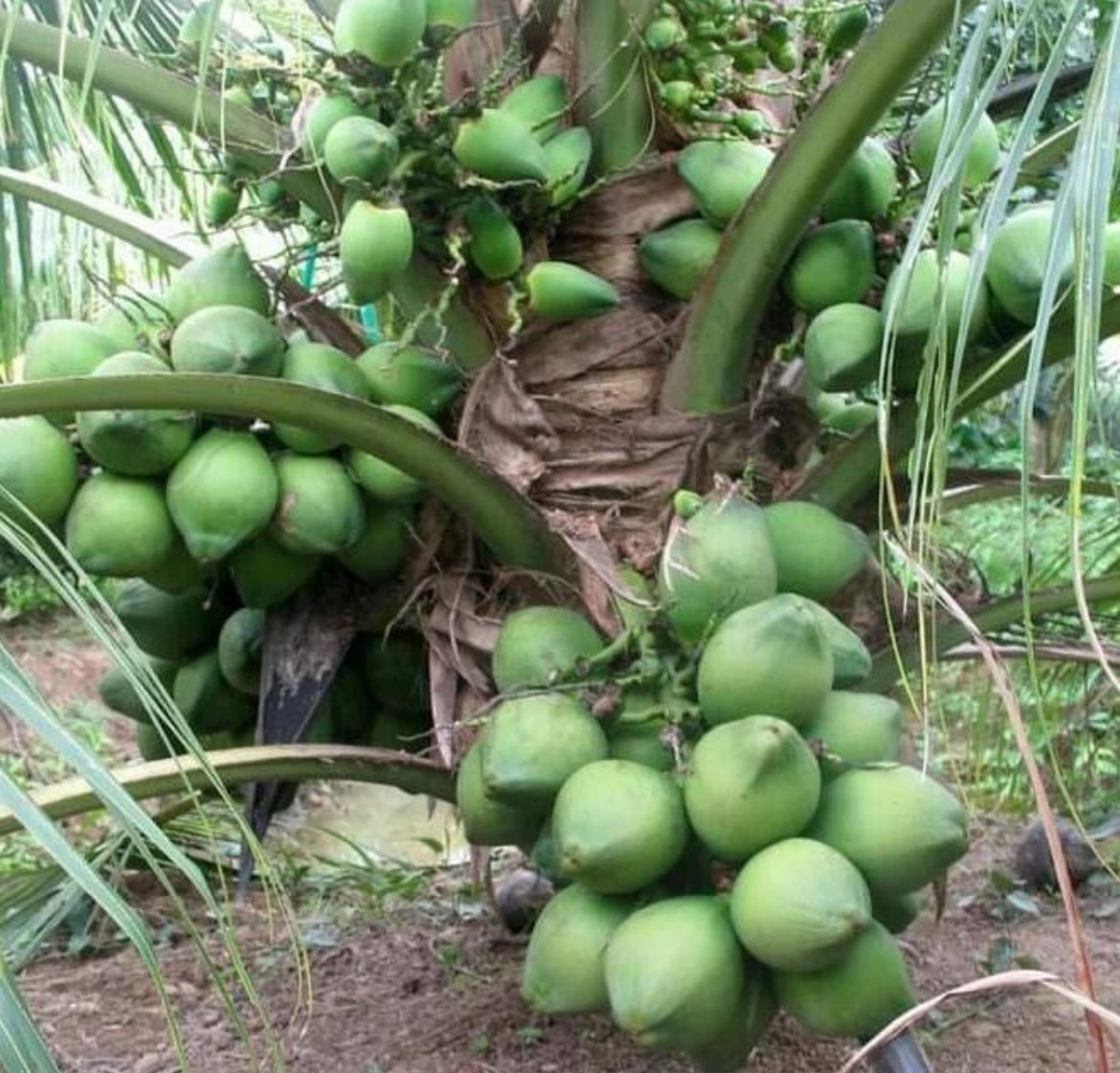 Dwarf Coconut Palm - Malay Green