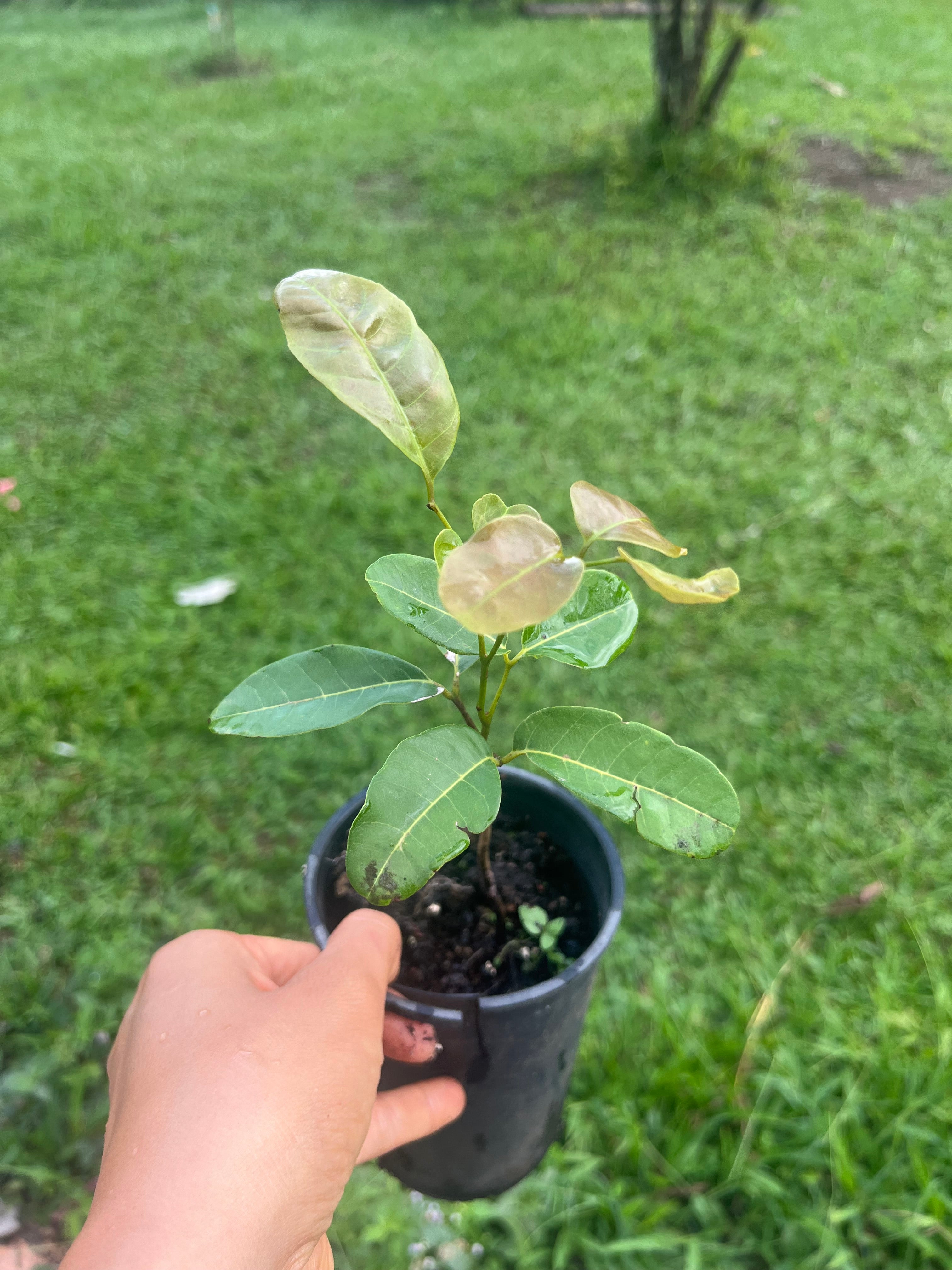 Longan - Red Ruby (Pre-order)