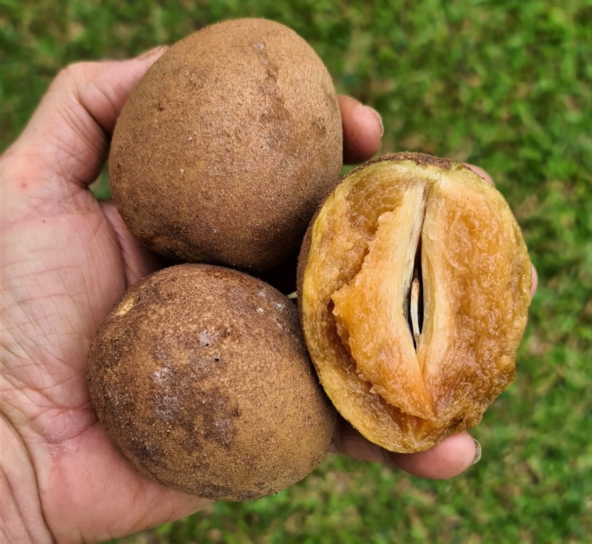 Advanced Sapodilla Tree -  Krasuey