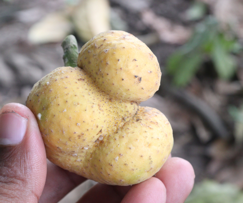 Lakoocha - Monkey Jack