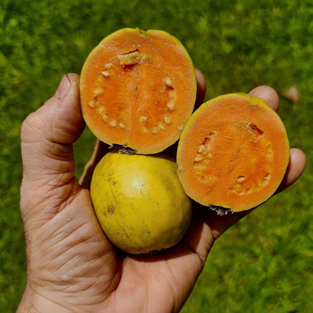 Guava - Orange Cuban