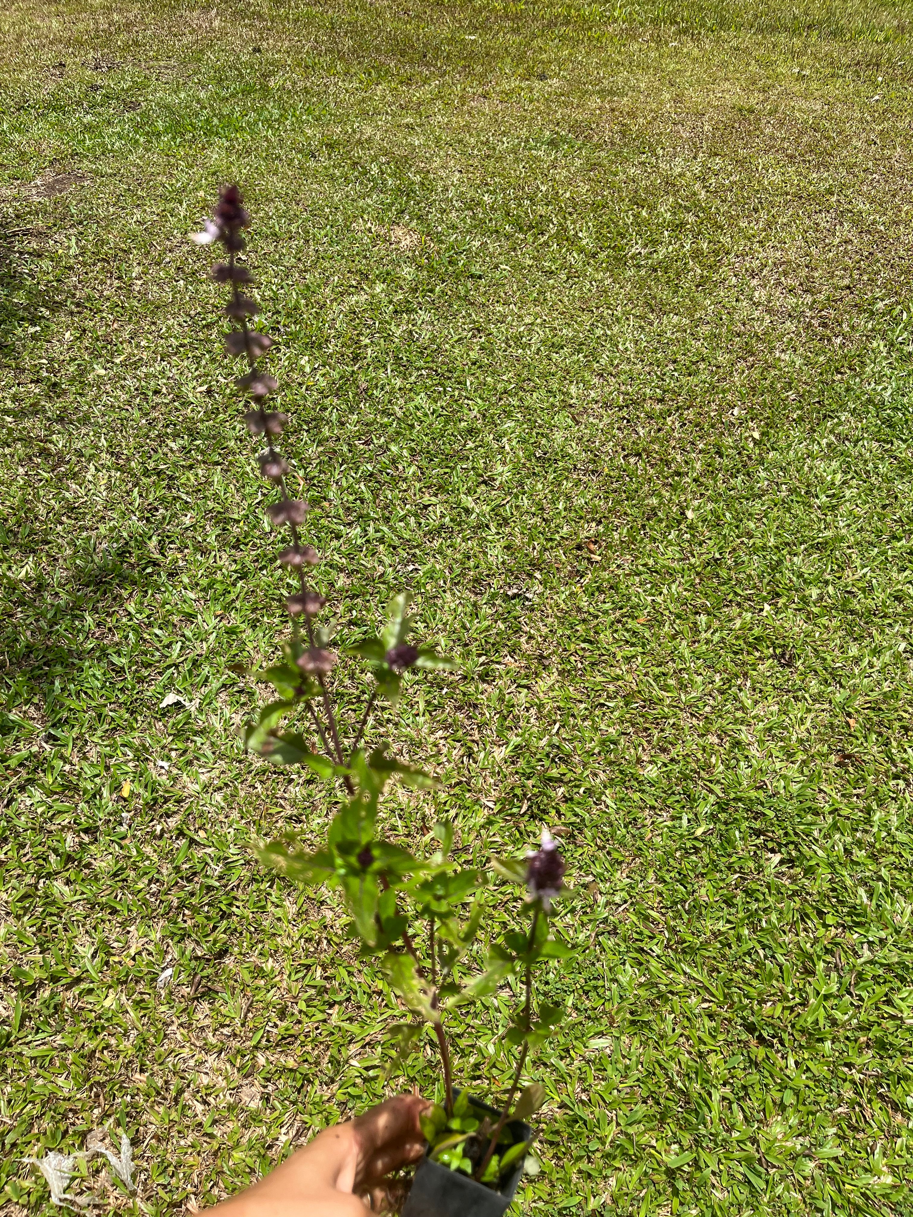 Basil - Purple Flower Heirloom