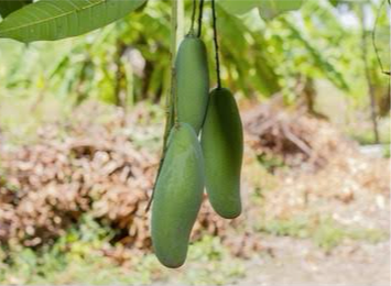 Mango - Cobra Tongue