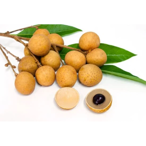 Longan - Seedling