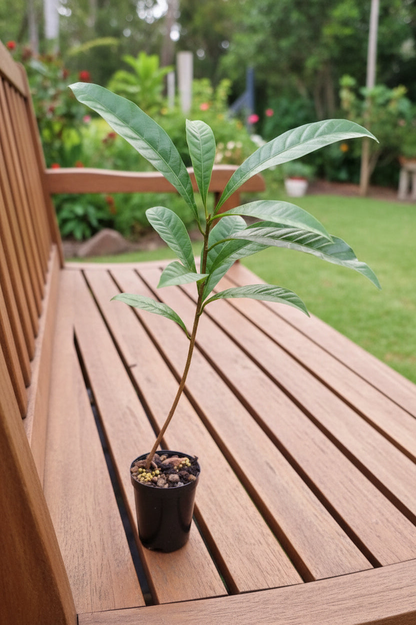 Ross Sapote