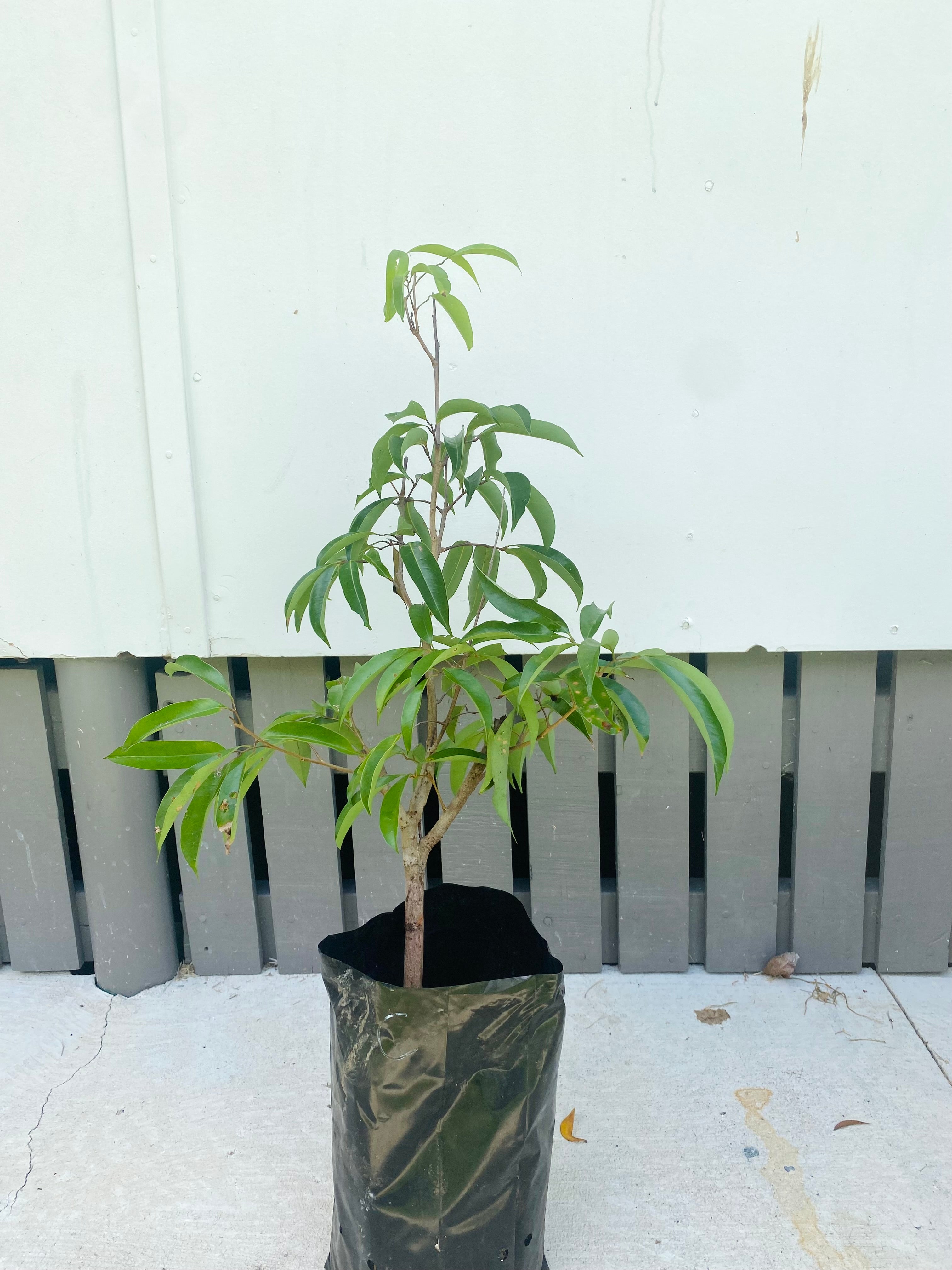 Lychee - Chompogo Advanced