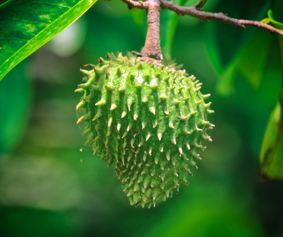 Soursop QTY x 10
