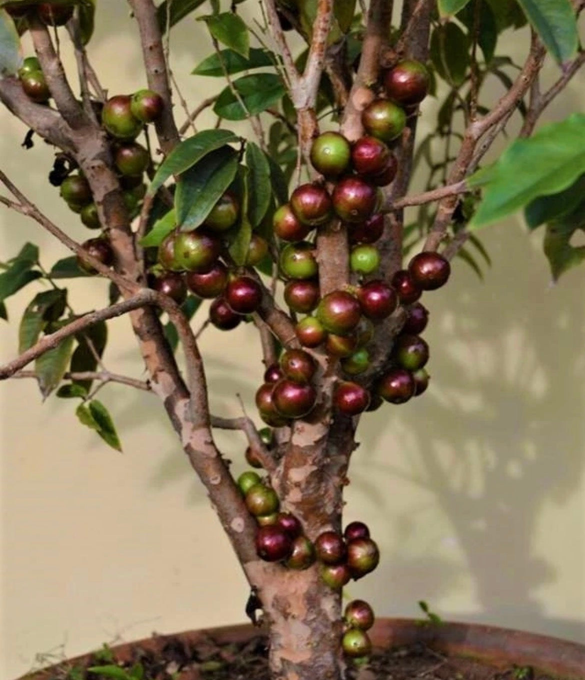 Dwarf Jaboticaba - Scarlet