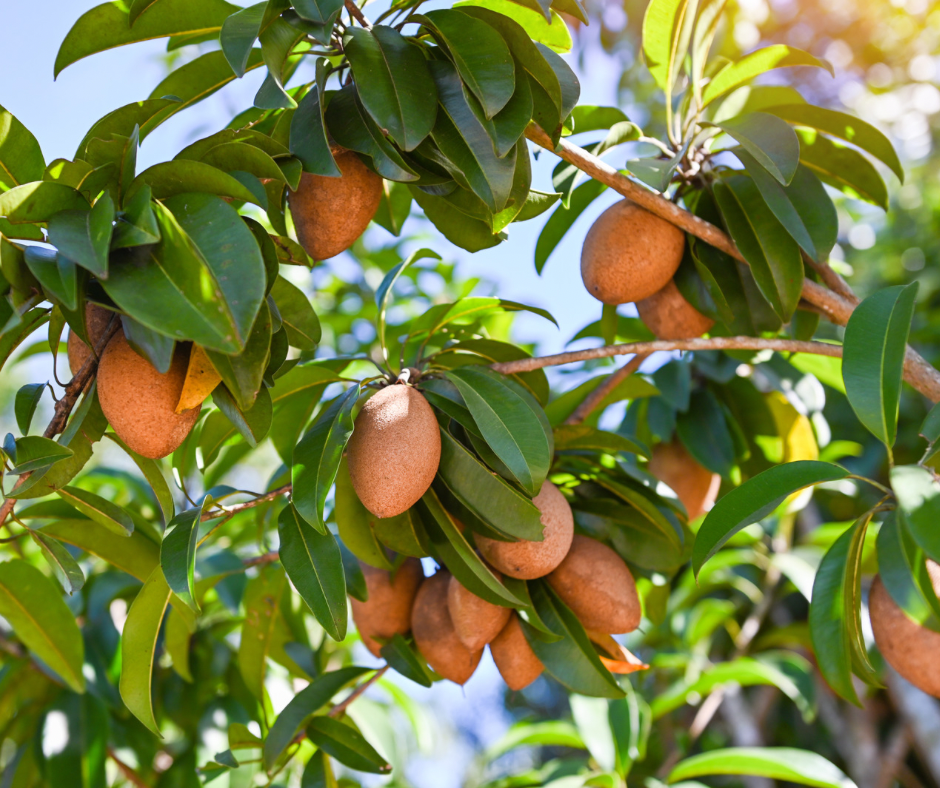 Sapodilla