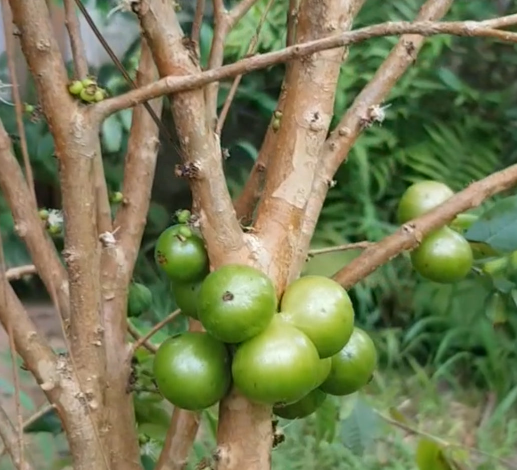 Jaboticaba - White