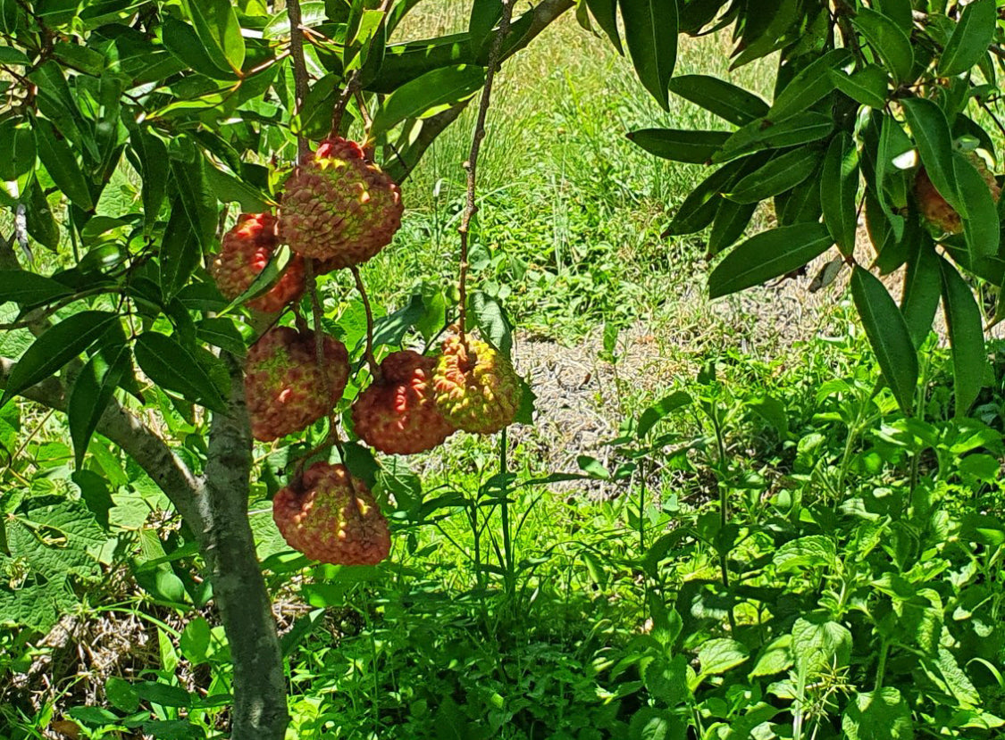 Lychee - Erdon Lee Advanced