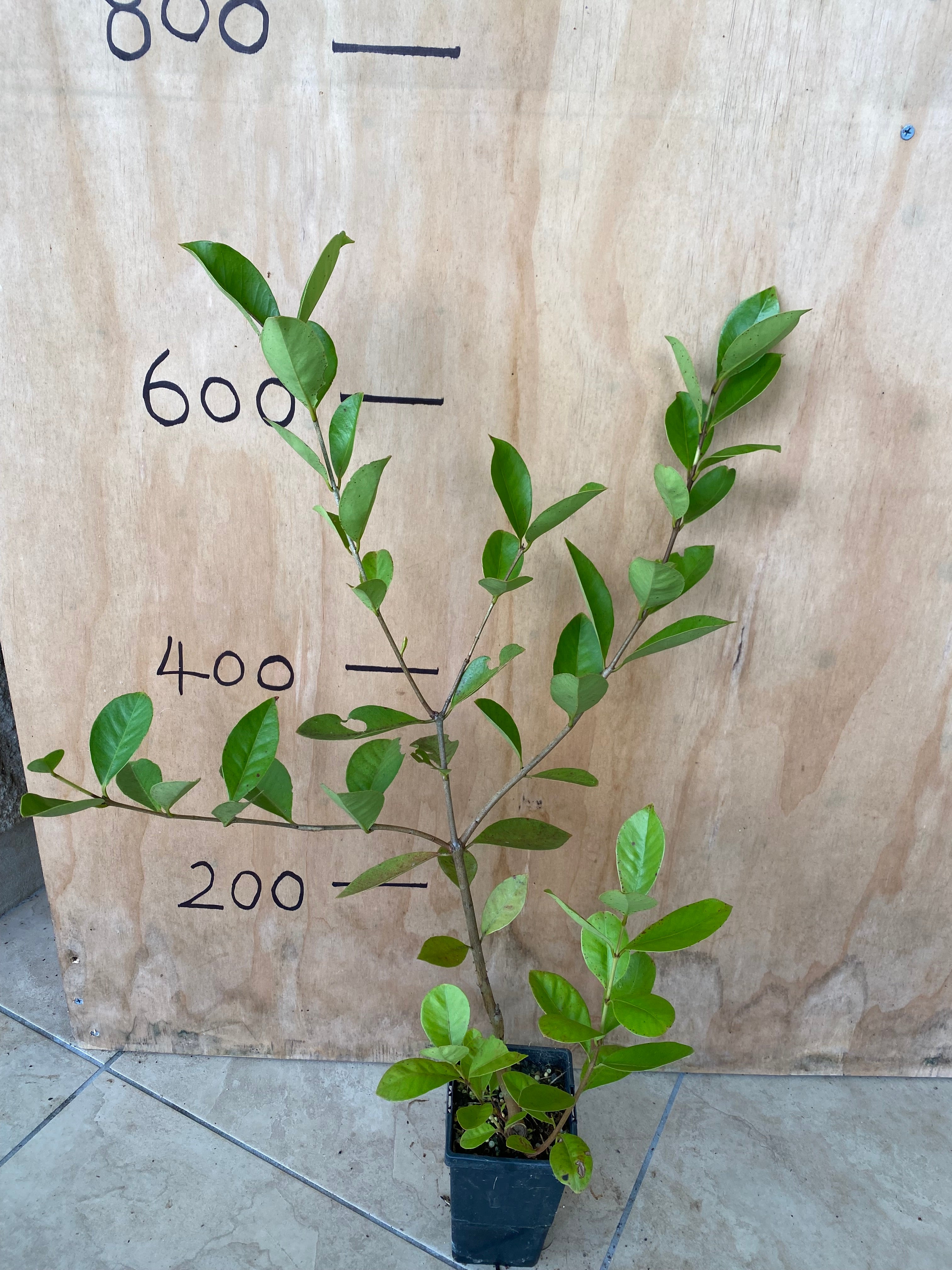 Guava Cherry - Yellow