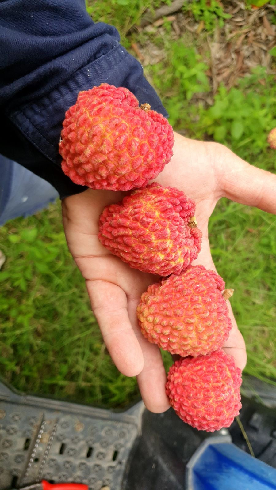 Lychee - Erdon Lee Seedling