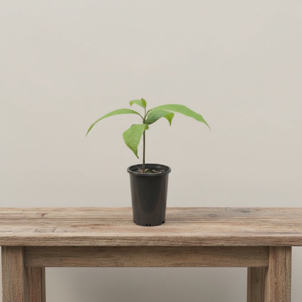 Sapote - Green