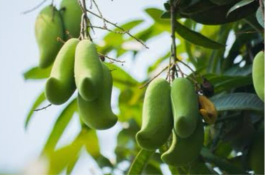 Mango - Cobra Tongue