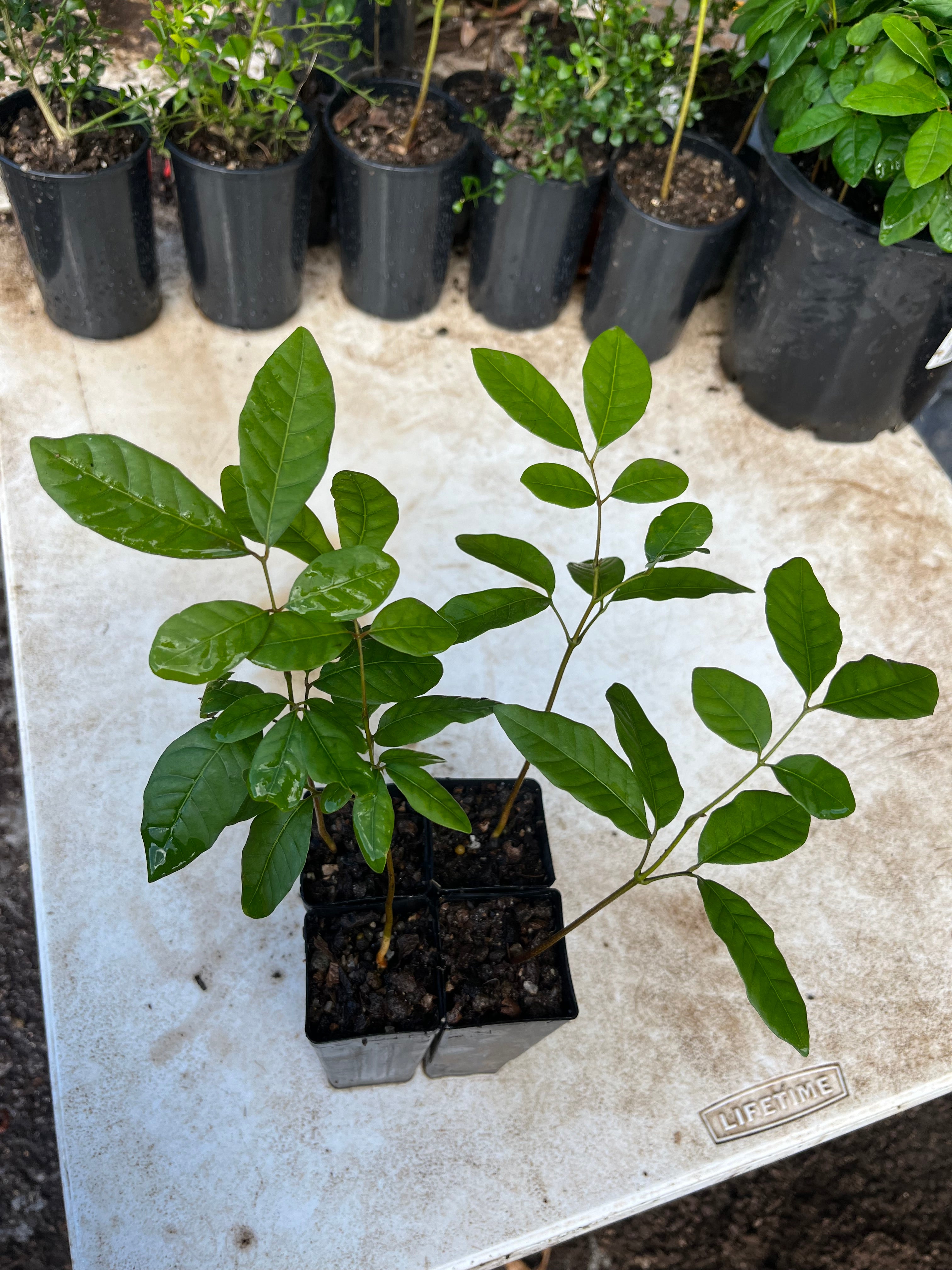 Longan - Seedling