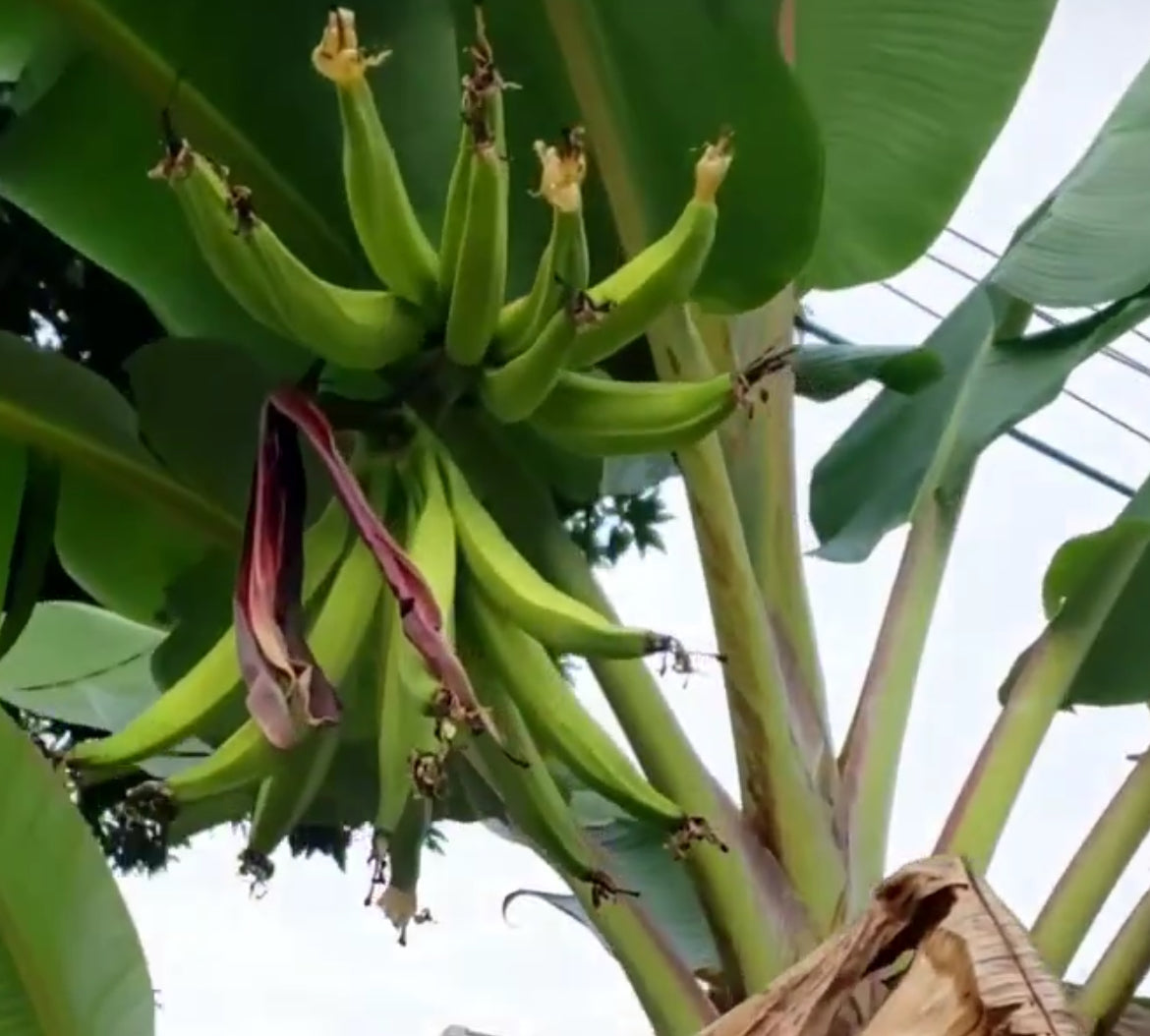 Banana - Rhino Horn Plantain