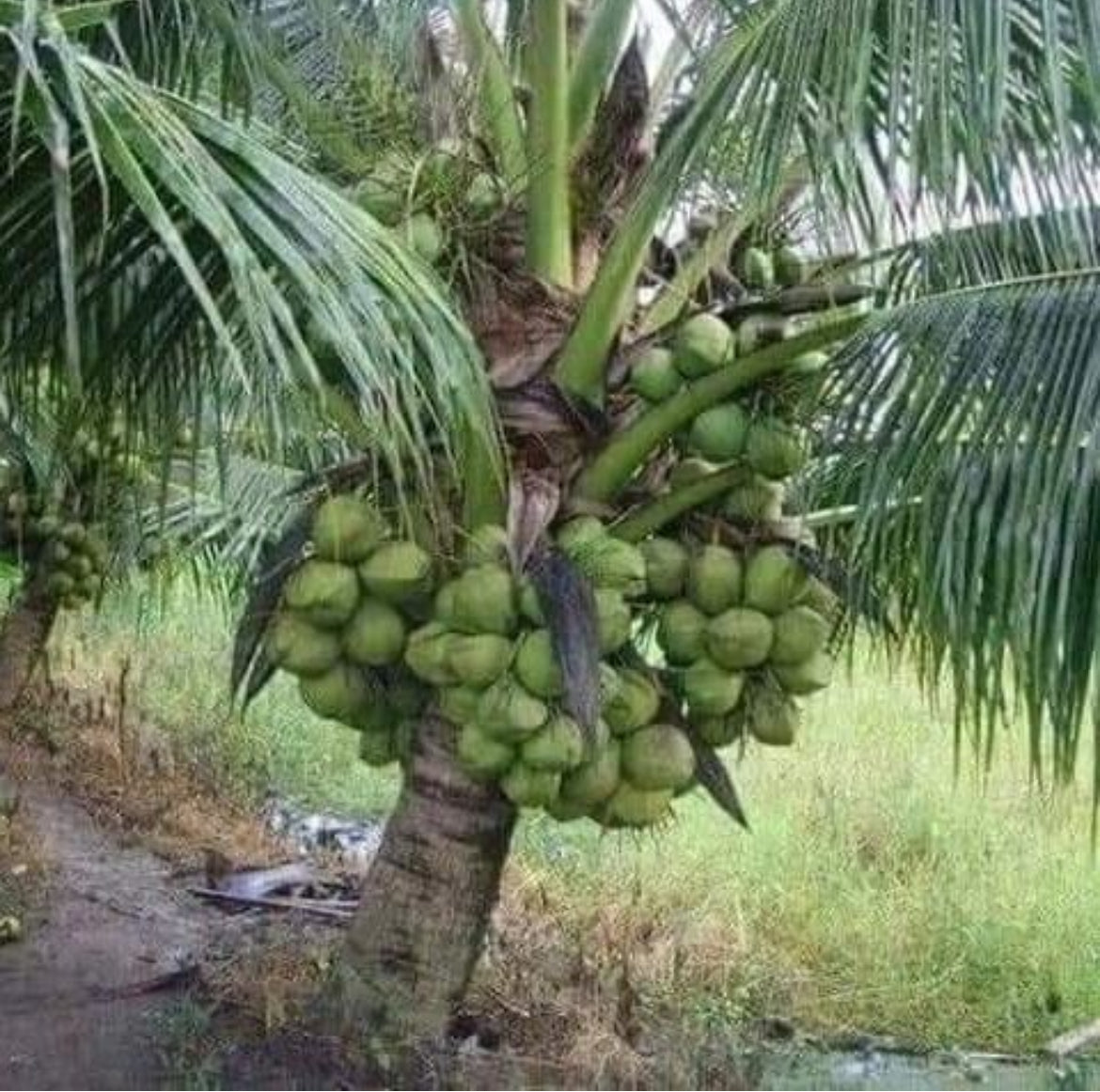 Dwarf Coconut Palm - Malay Green