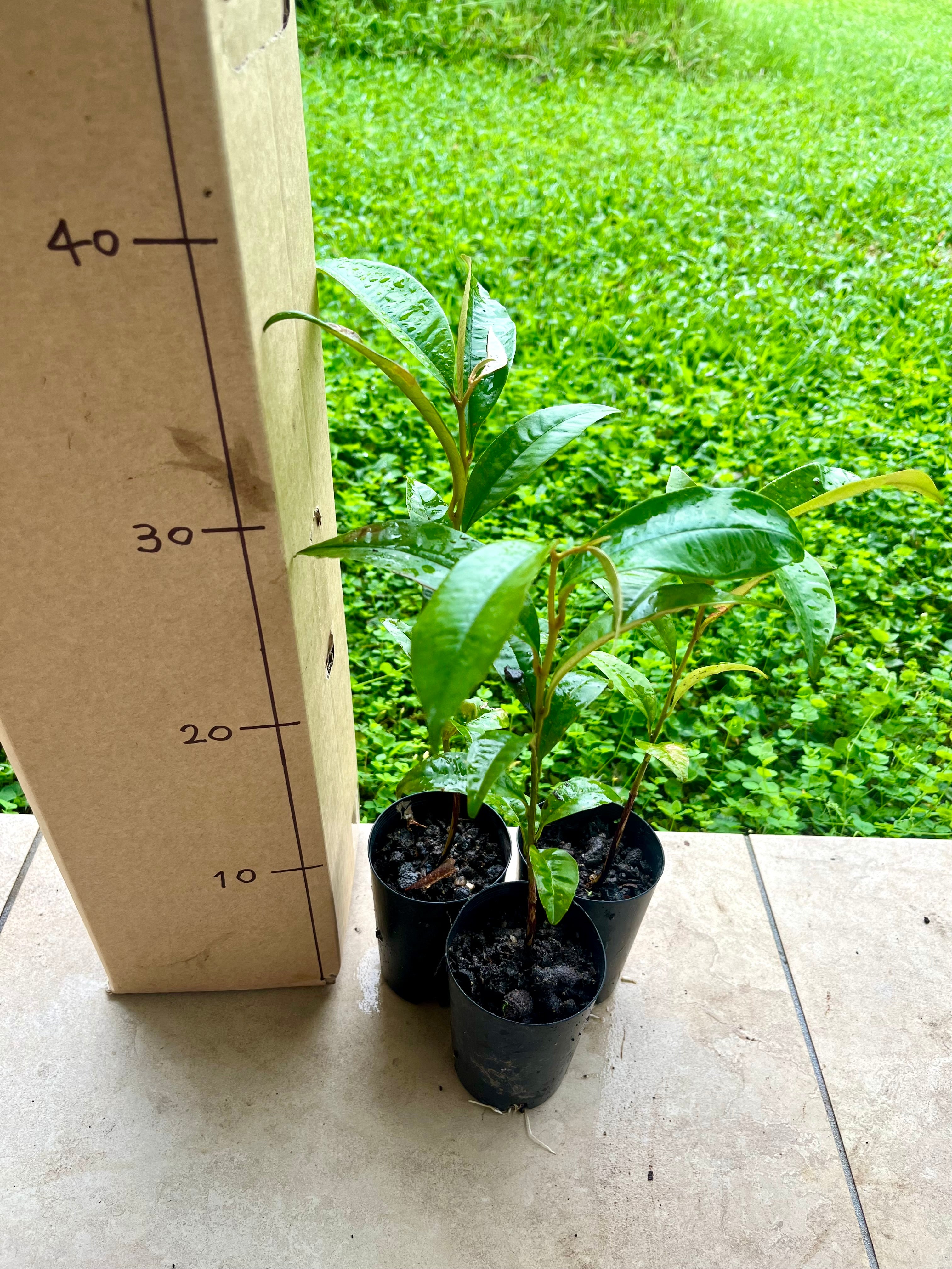 Star Apple - Elva Low Latex