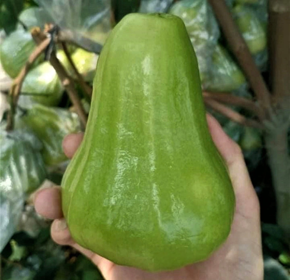 Wax Jambu Apple Tree - Green Seedless Advanced (Free express shipping)