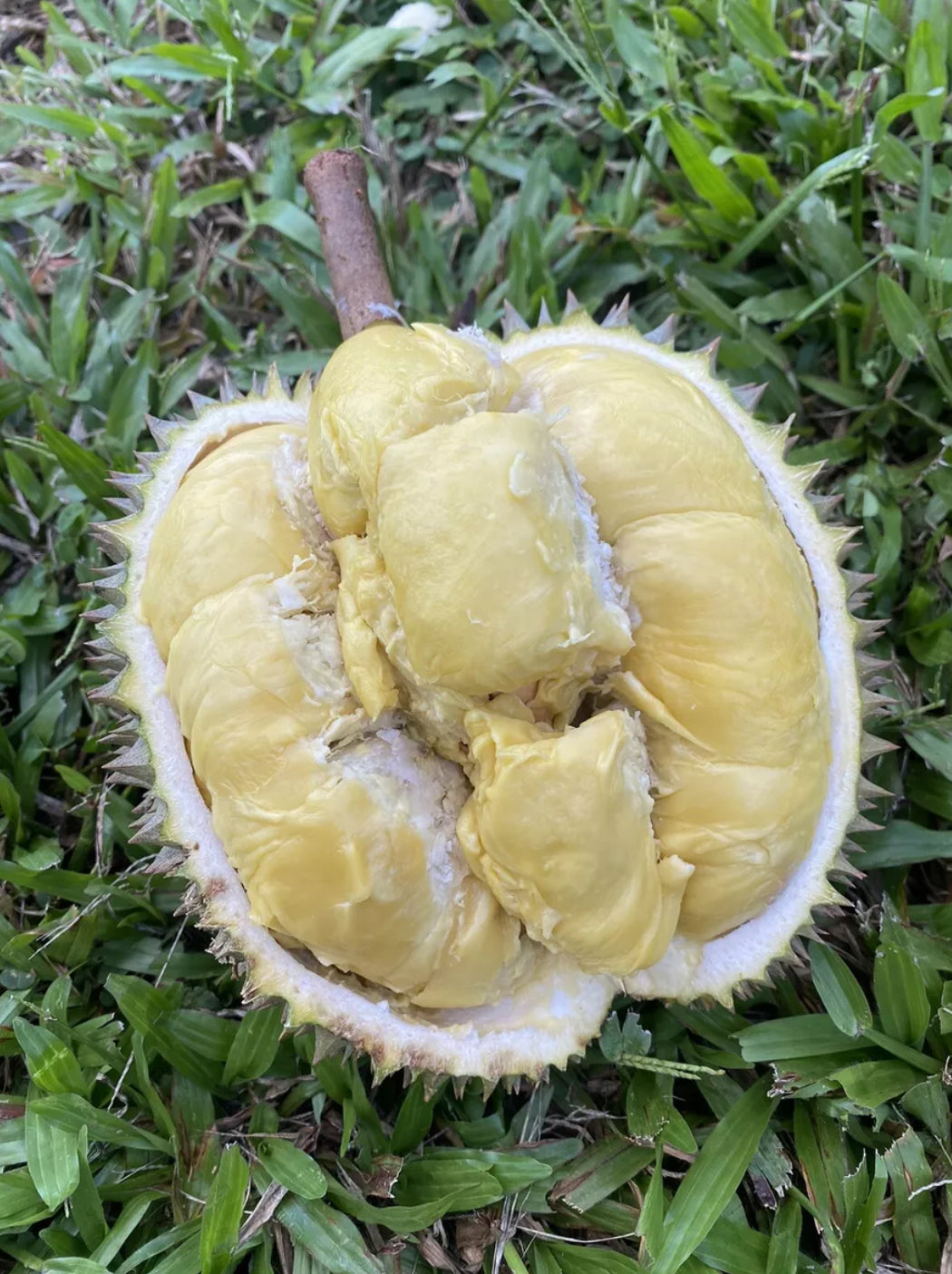 Durian - Kradum Thong