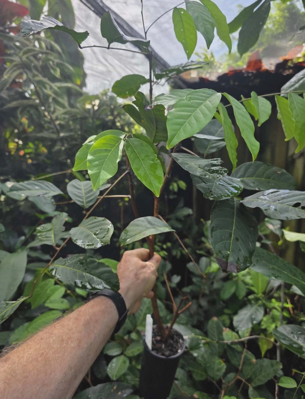 Rambutan Tree - Classic Red Advanced (Free Express shipping)