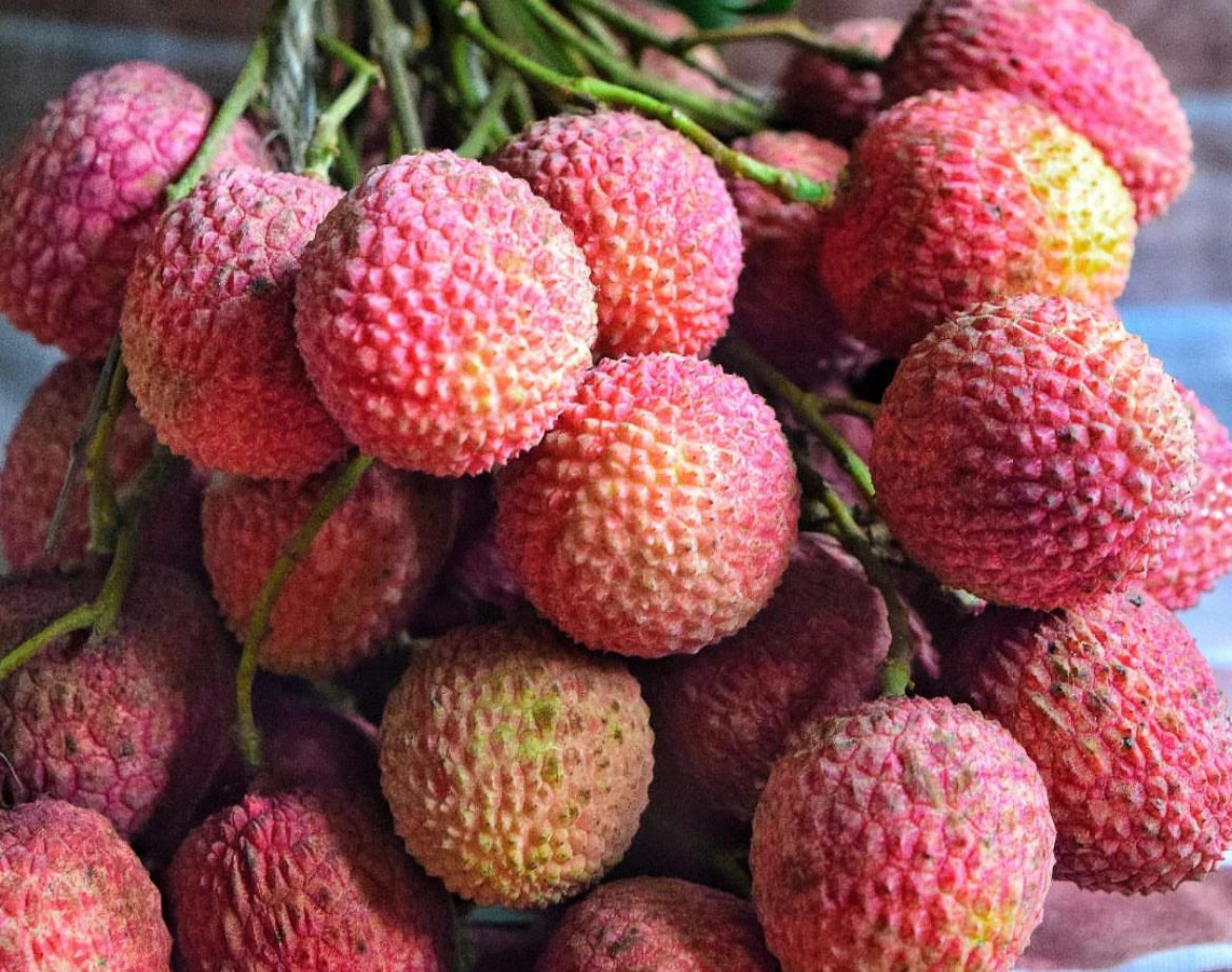 Lychee - Kwai May Pink (Bosworth 3)