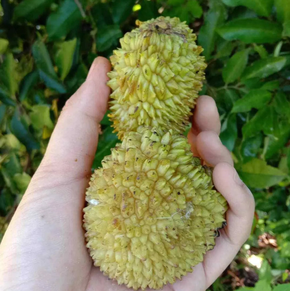 Pulasan - Yellow
