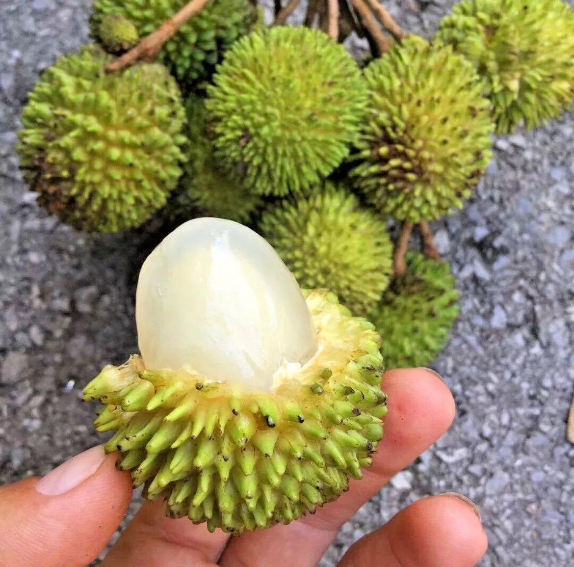 Pulasan - Yellow