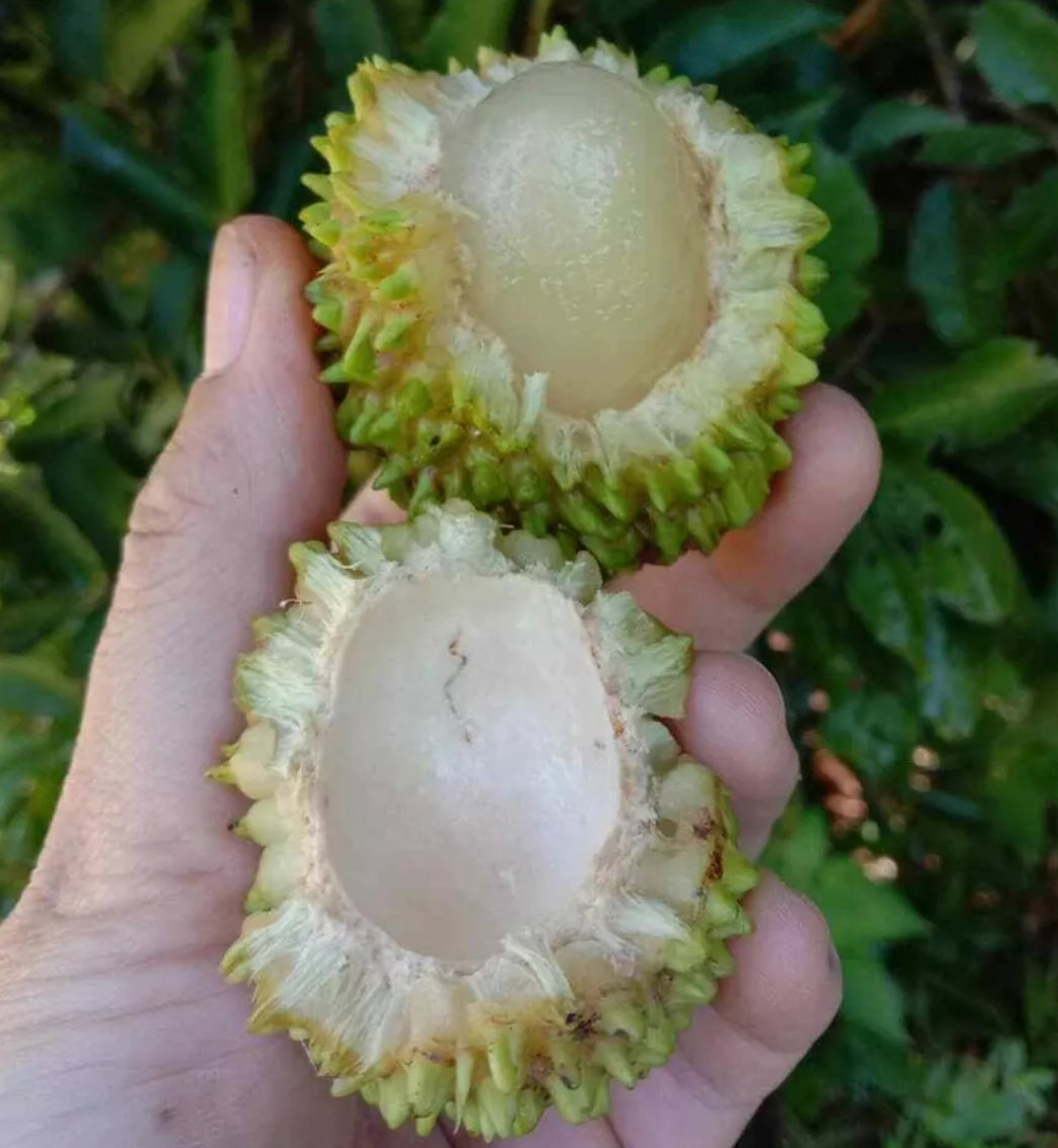 Pulasan - Yellow