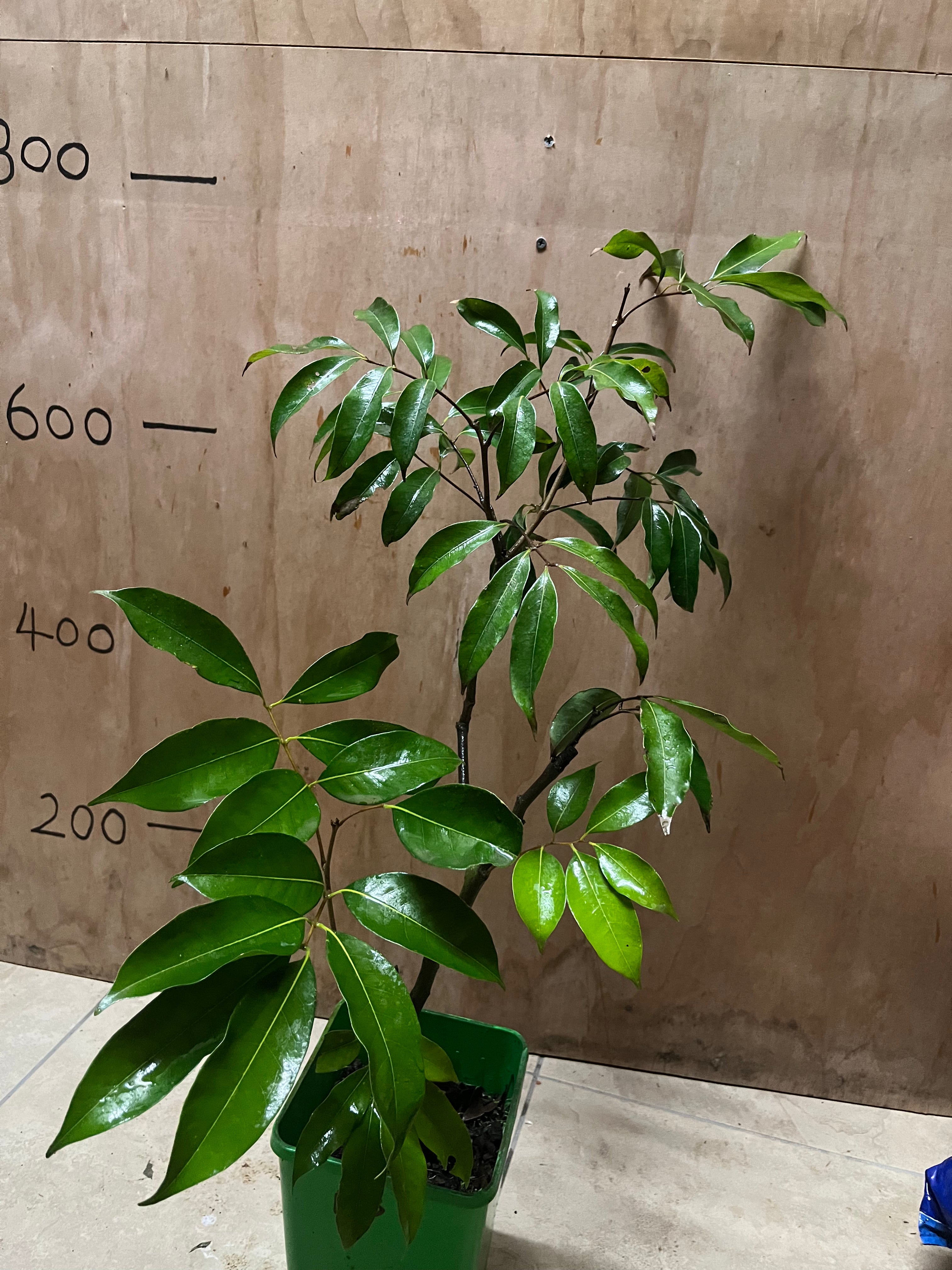 Lychee - Kwai May Pink (Bosworth 3)