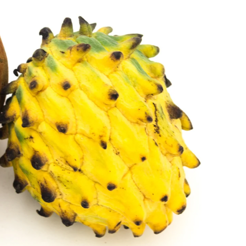 Rollinia - Brazilian custard apple (0.7L)