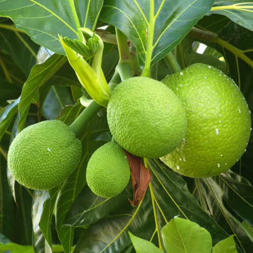Fresh Bread fruit