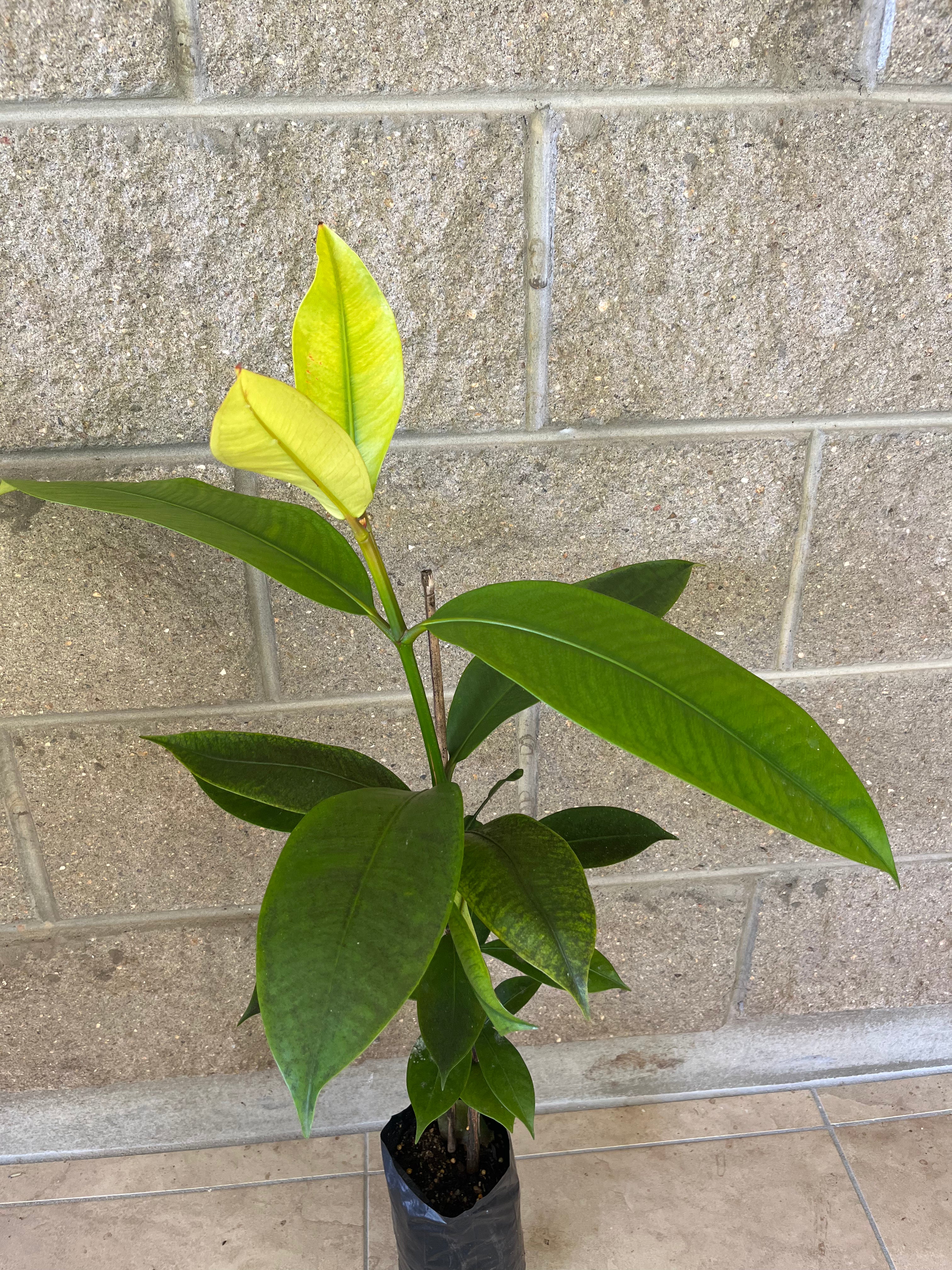 Mangosteen Purple (3L)