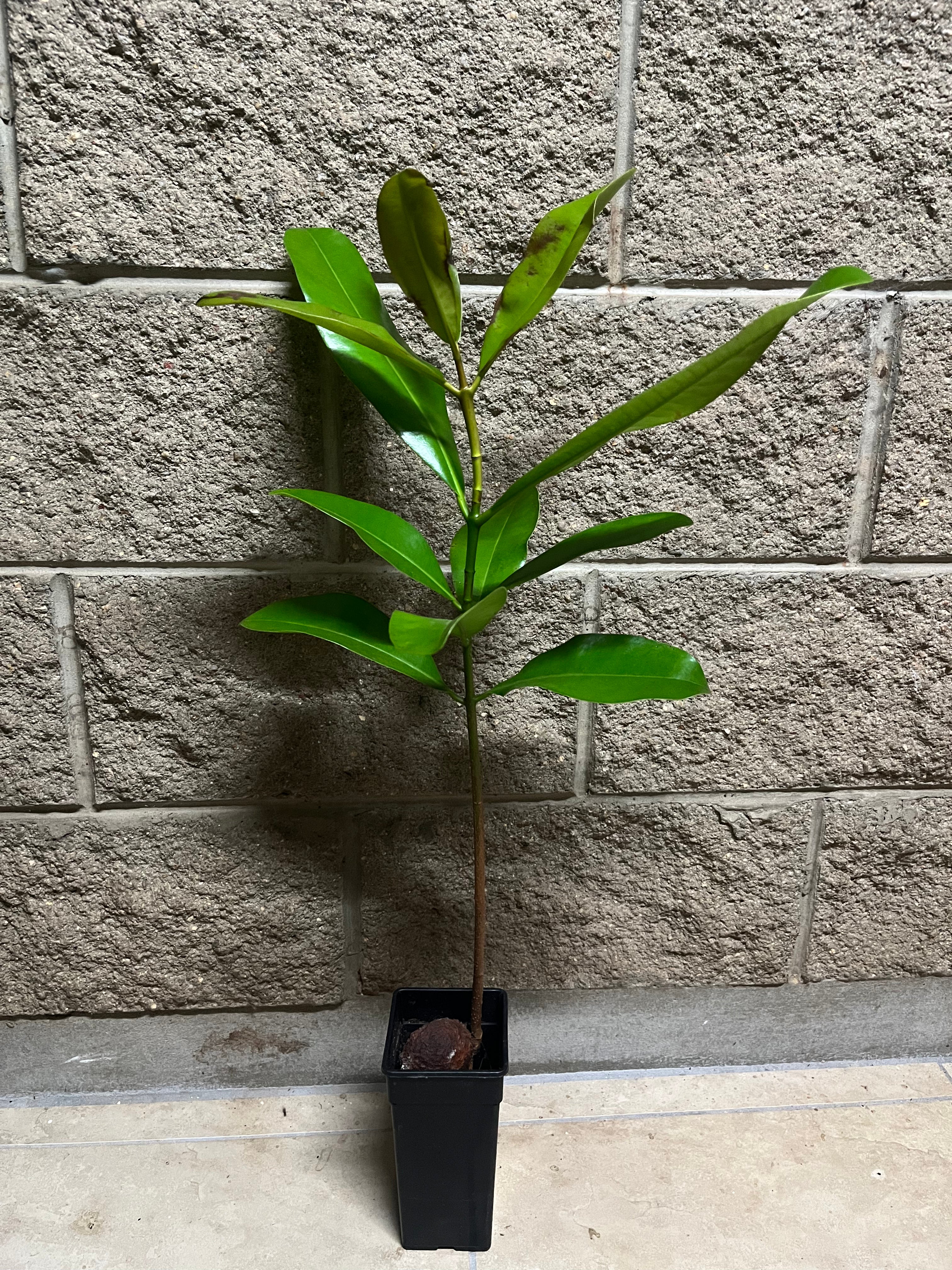 Mammea Americana - Mamey Apple