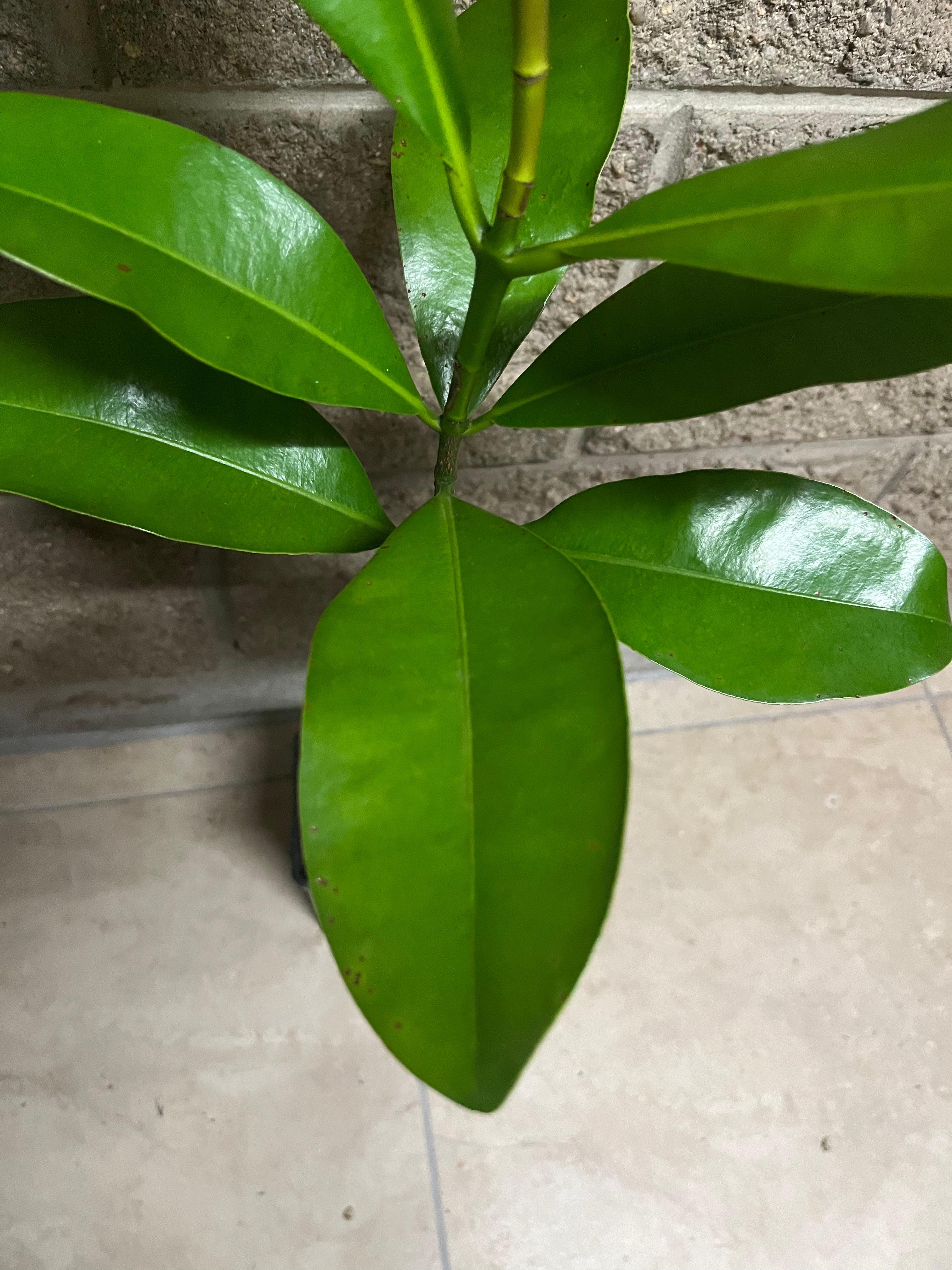 Mammea Americana - Mamey Apple