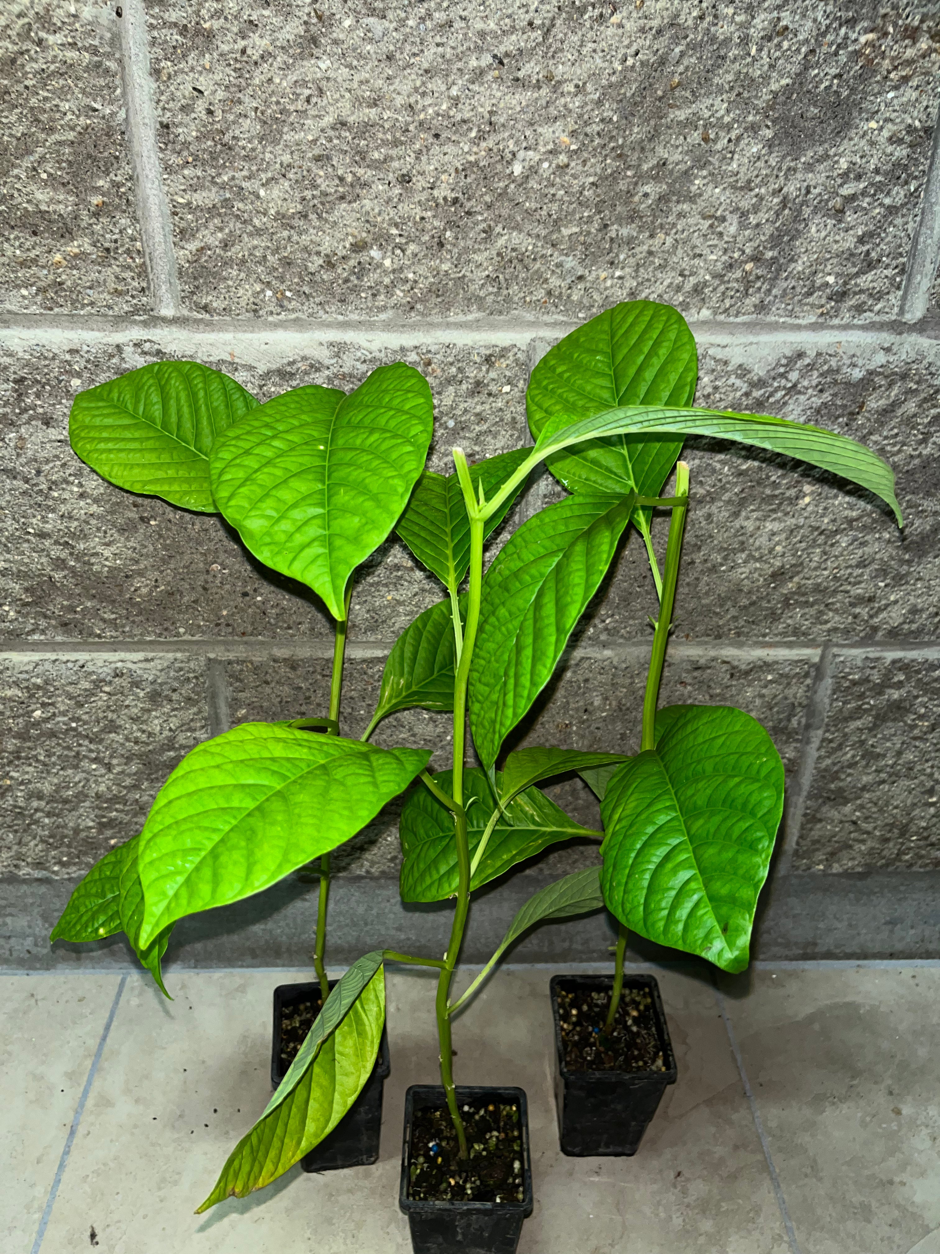 Granadilla - Giant Passionfruit