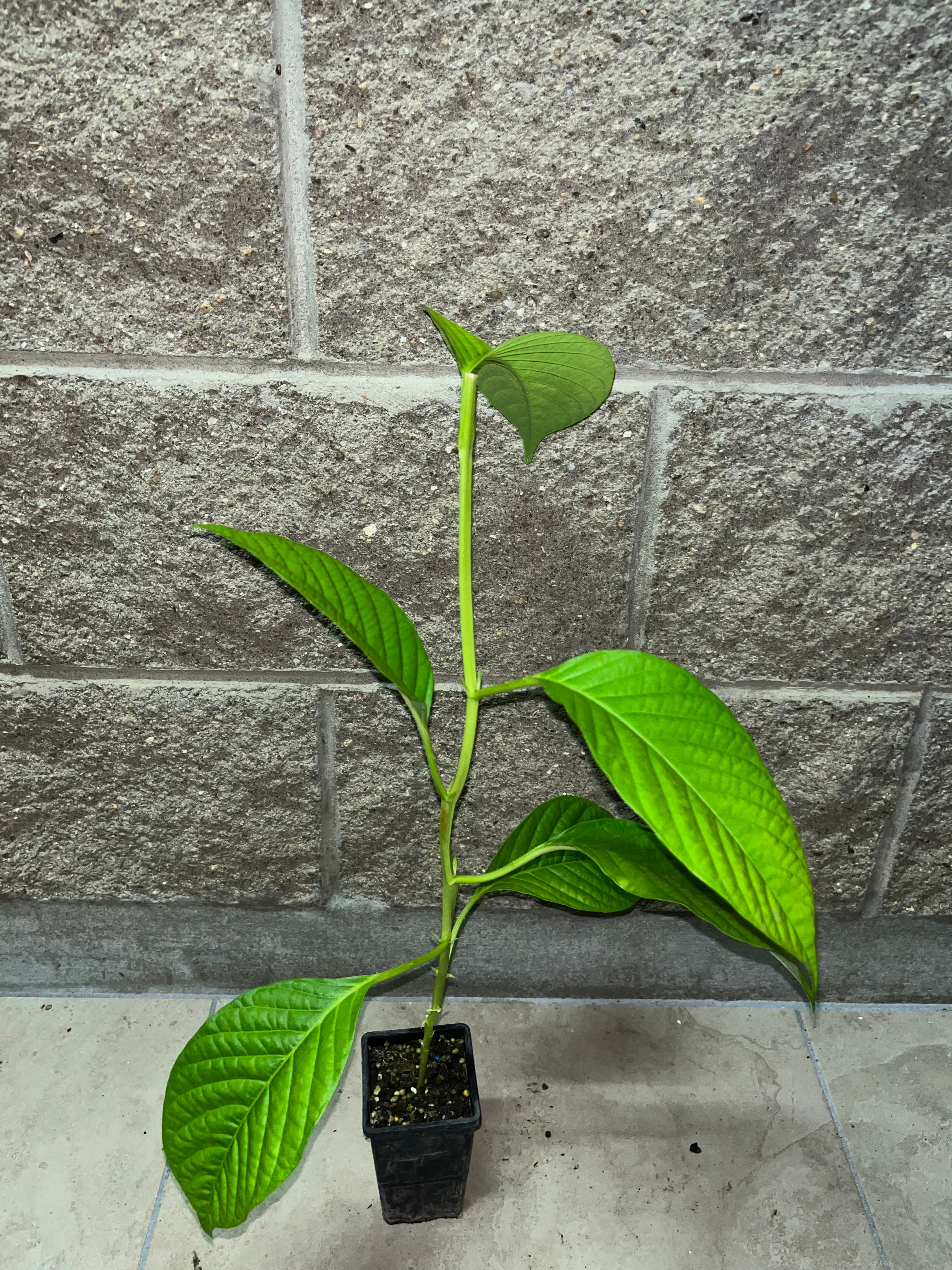 Granadilla - Giant Passionfruit