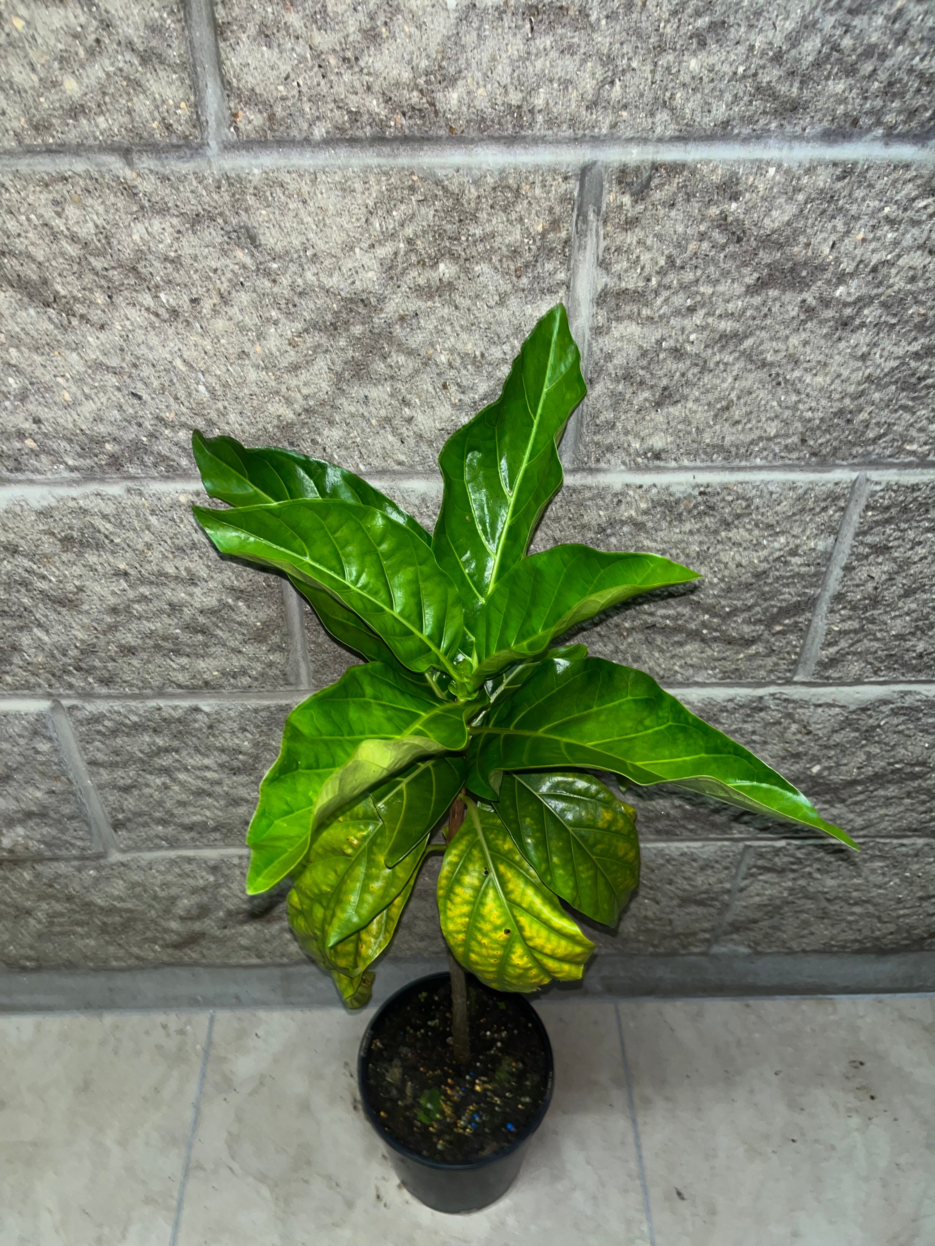 Pink Noni  (5L)
