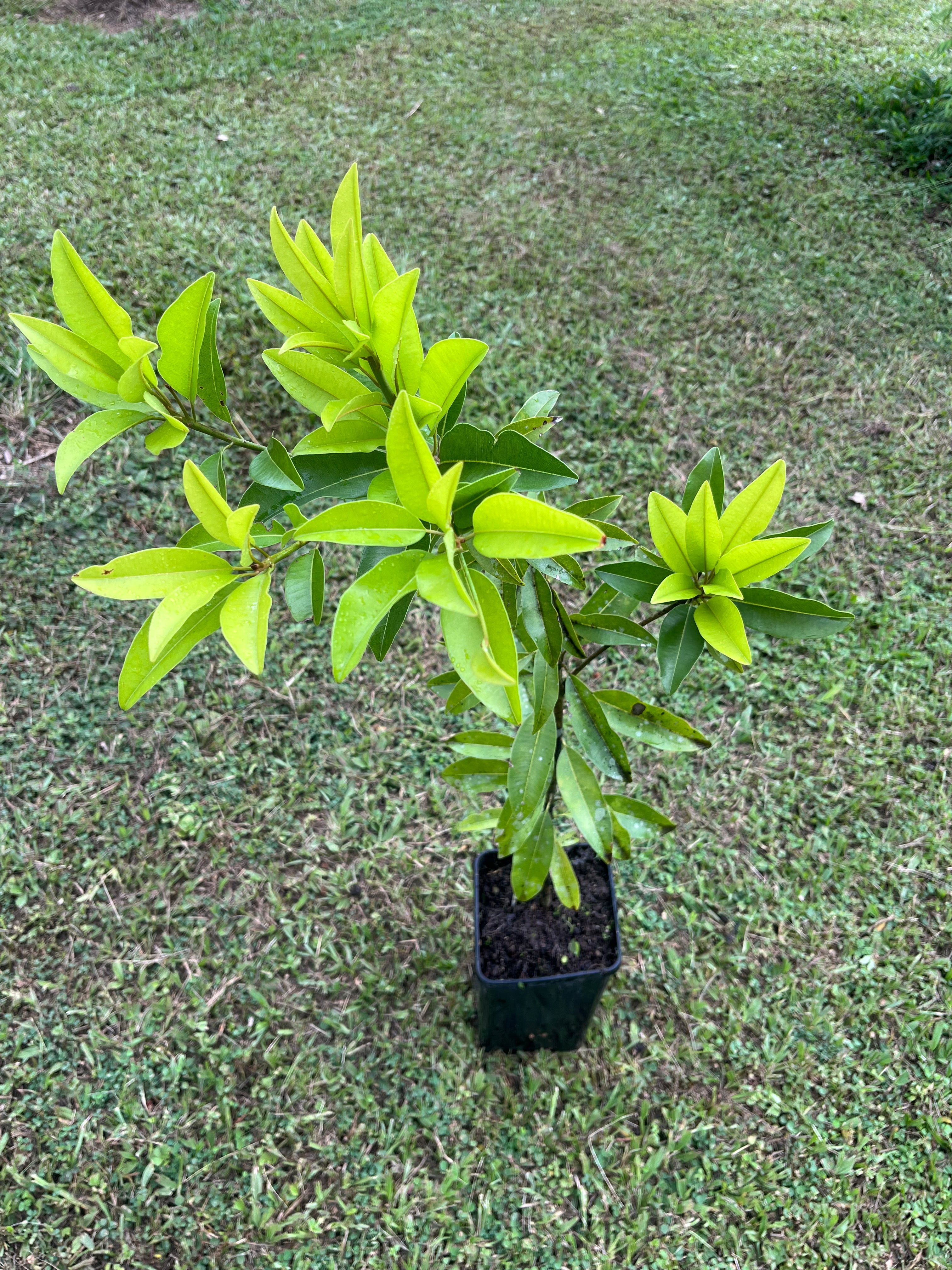 Sapodilla Advanced - Krasuey