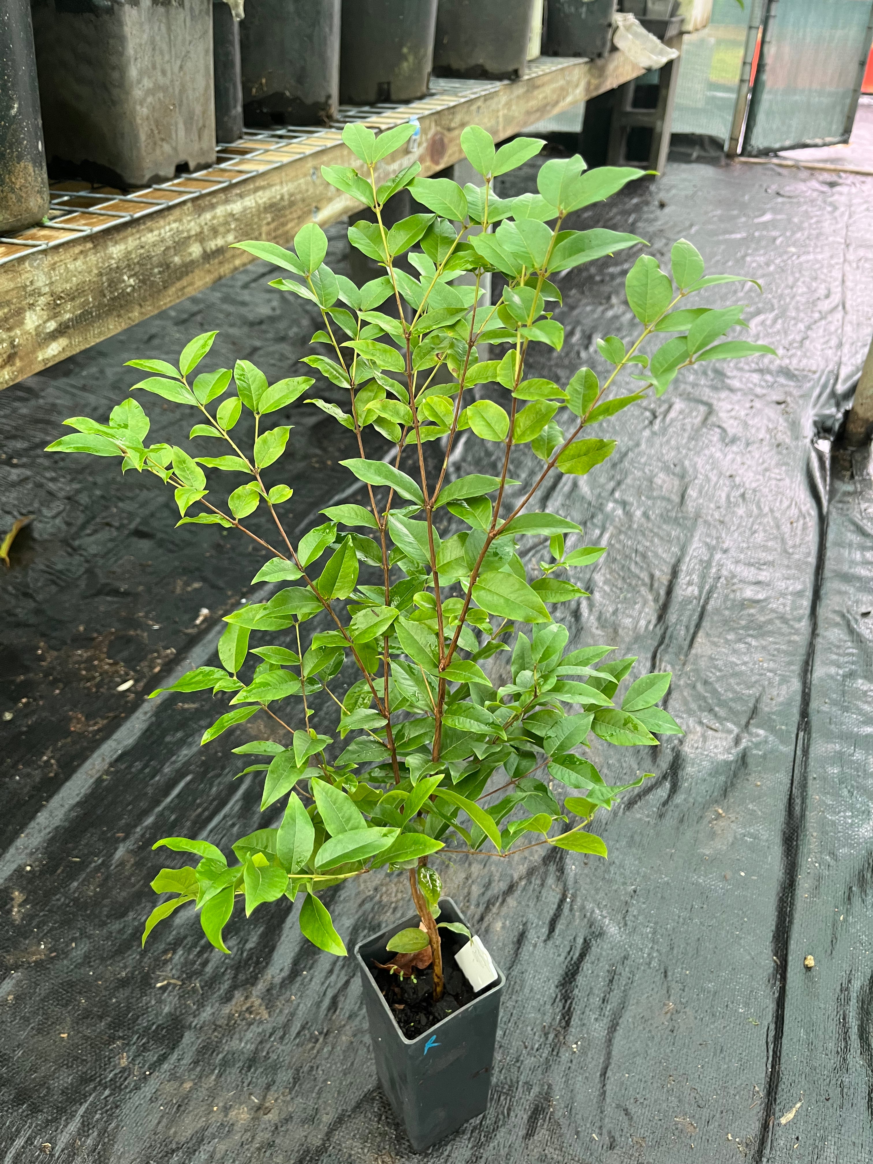 Dwarf Jaboticaba - Red Hybrid