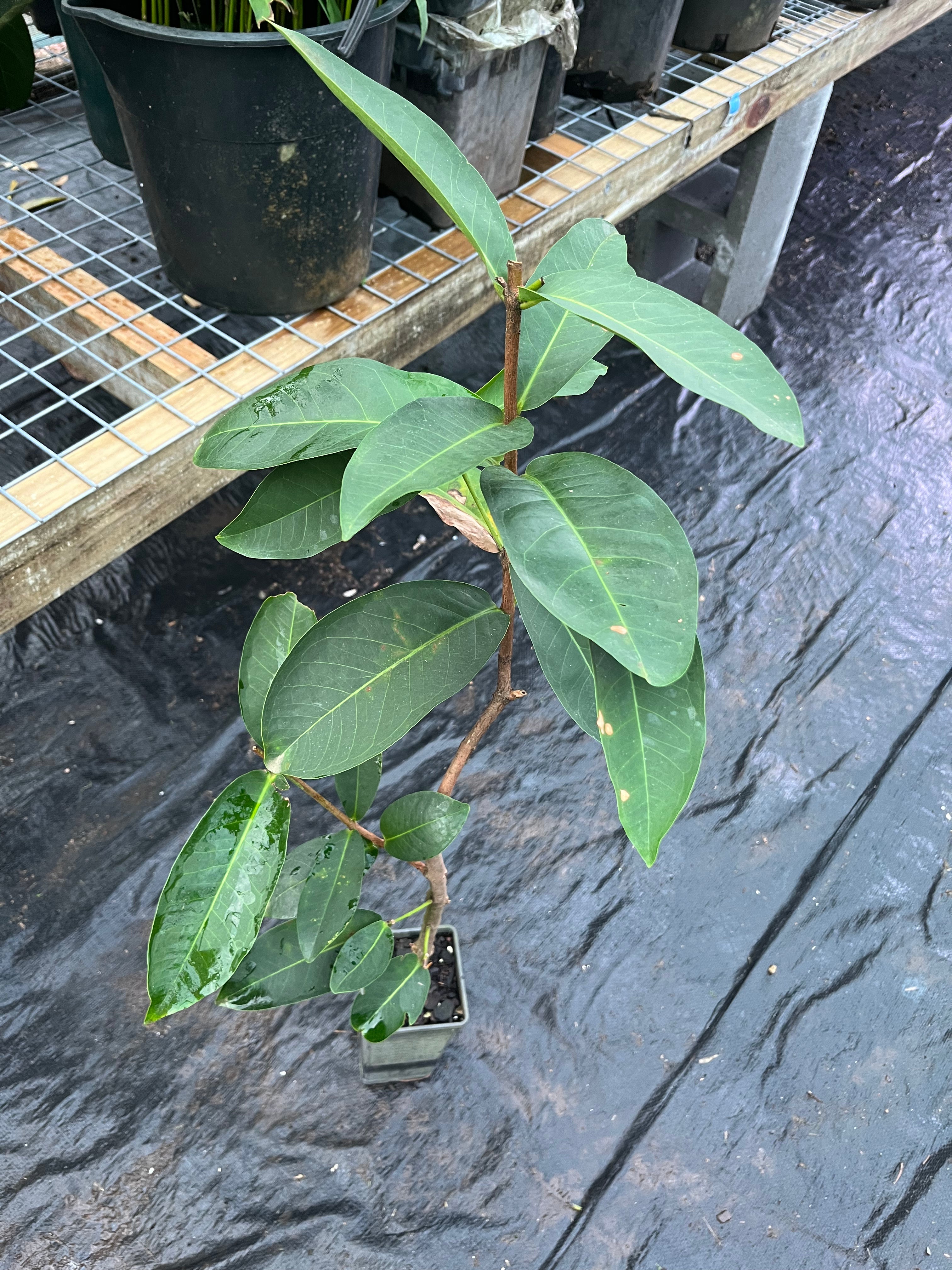 Wax Jambu Apple - White (Advanced)