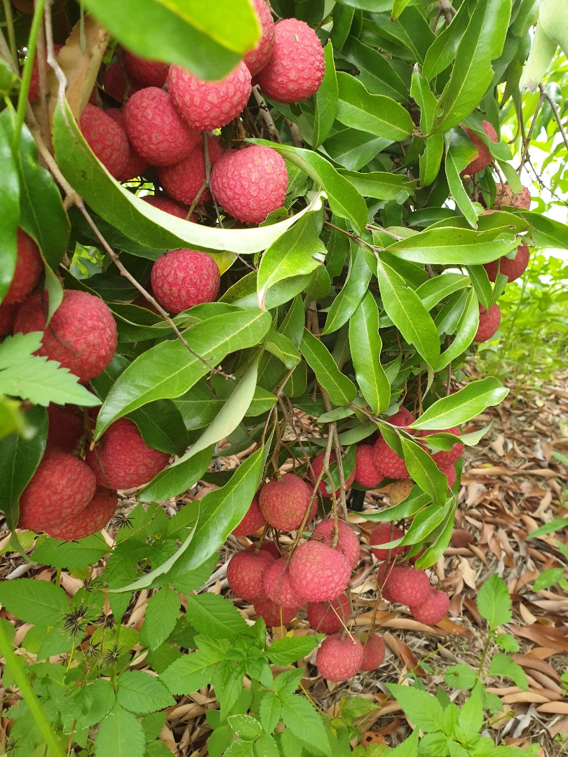 Lychee - Baitaying Advanced